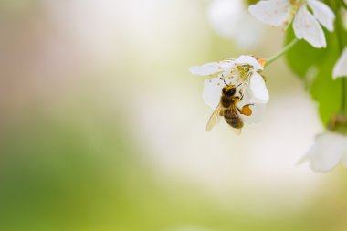 Bal arısı güzel bir bahar gününde çiçek açan kiraz ağacının tadını çıkarıyor.