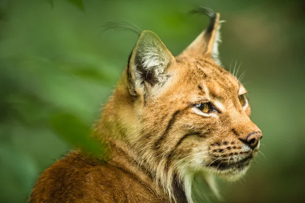 Linho da Eurásia (Lynx lynx) — Fotografia de Stock