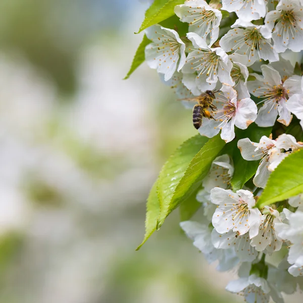 Honingbij in vlucht naderen bloei cherry tree — Stockfoto