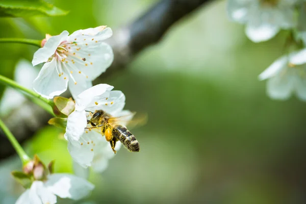 Honey bee in flight approaching blossoming cherry tree — Stock Photo, Image