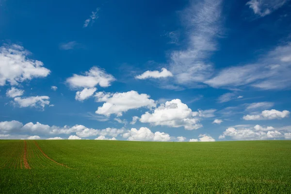 Bel campo estivo con cielo blu — Foto Stock