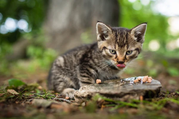 Cute little hungry kitten — Stock Photo, Image