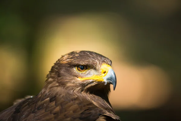 Steppe eagle - close-up portrait of this majestic bird of prey — Stock Photo, Image