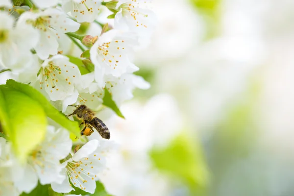 Abeja de miel en vuelo acercándose al cerezo floreciente — Foto de Stock