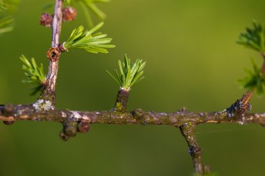 Melez (bitki) yeşil rahatlatıcı: Avrupa larch closeup