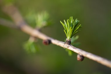 Melez (bitki) yeşil rahatlatıcı: Avrupa larch closeup