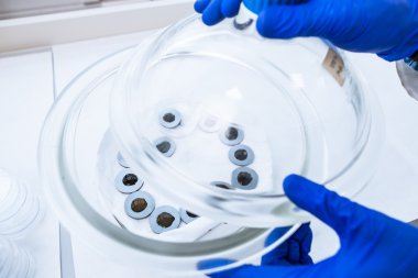 bir araştırmacı bilimsel araştırma experimen taşıyan eller