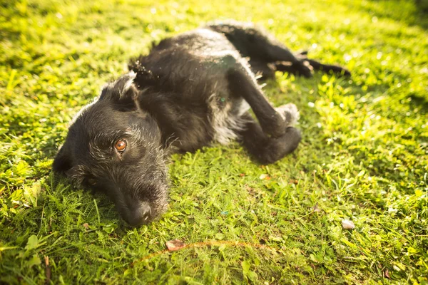 Ładny pies, leżąc na trawie w piękny późno po południu słońce — Zdjęcie stockowe