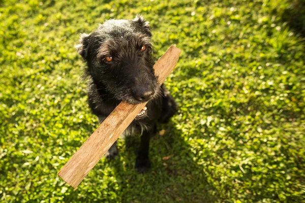 Cão bonito brincando com um pedaço de madeira no final da tarde adorável s — Fotografia de Stock