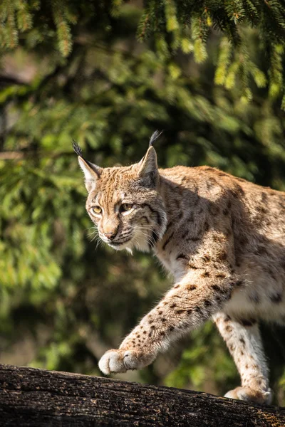 Eurasischer Luchs (Lynx lynx)) — Stockfoto