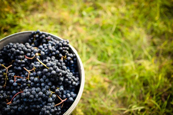 Raisins rouges fraîchement récoltés dans un pannier sur un vignoble (couleur — Photo