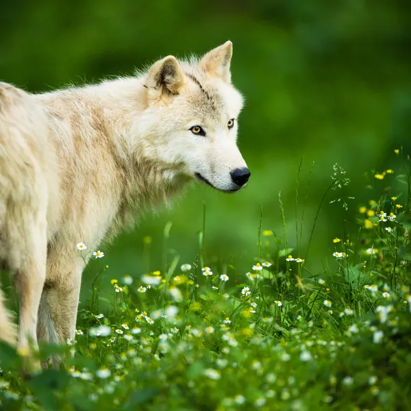Arctic Wolf (Canis lupus arctos) aka Polar Wolf or White Wolf - — Stock Photo, Image