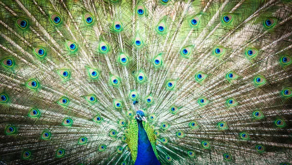 Splendid peacock with feathers out — Stock Photo, Image
