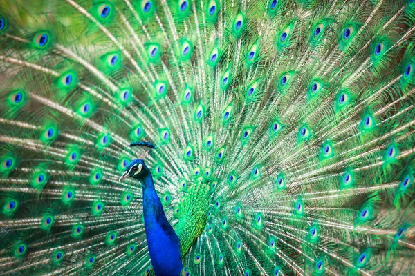 Великолепный павлин с опущенными перьями — стоковое фото