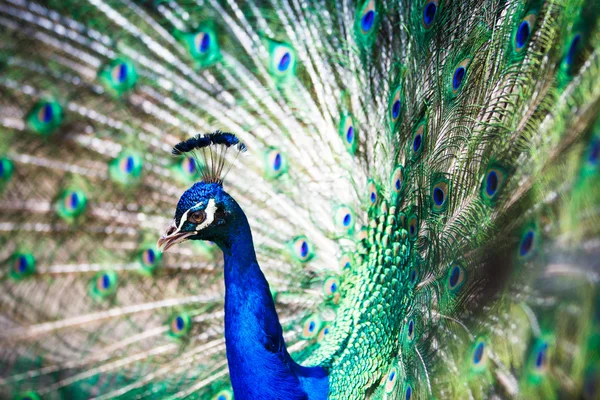 Espléndido pavo real con plumas —  Fotos de Stock