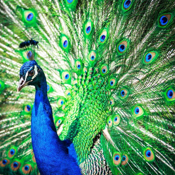 Espléndido pavo real con plumas — Foto de Stock