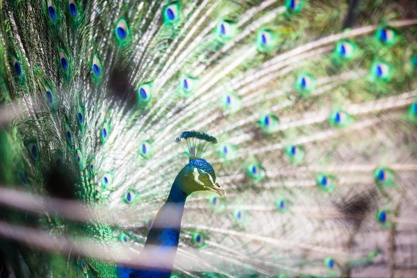 Splendid peacock with feathers out — Stock Photo, Image