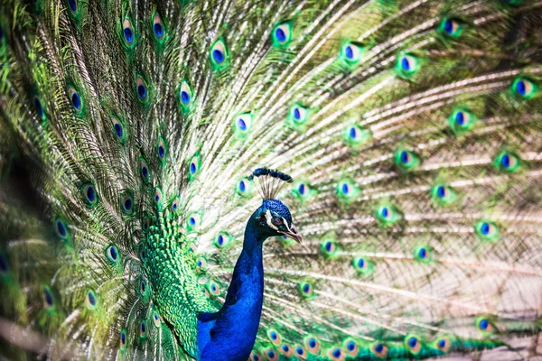 Splendid peacock with feathers out — Stock Photo, Image