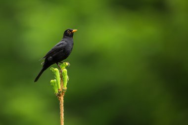 Blackbird - erkek ortak karatavuk (turdus merula)