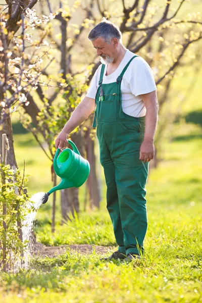 Jardinero Senior en su jardín — Foto de Stock