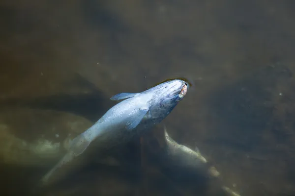 在污染的池塘里的死鱼 — 图库照片