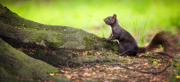 Écureuil roux (Sciurus vulgaris)) — Photo