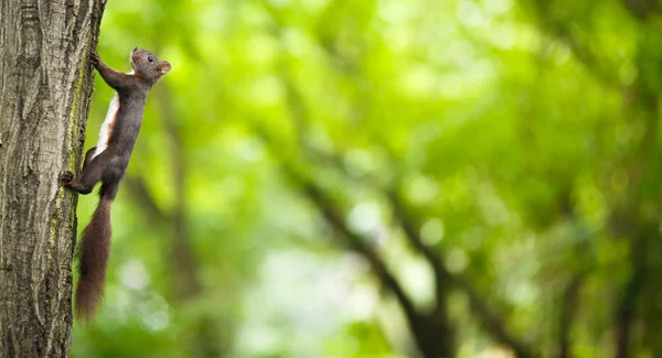 Kızıl sincap (Sciurus vulgaris closeup) — Stok fotoğraf