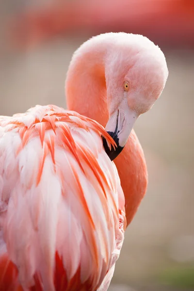Rosafarbene Flamingos — Stockfoto
