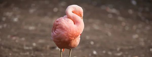 Flamencos rosados — Foto de Stock