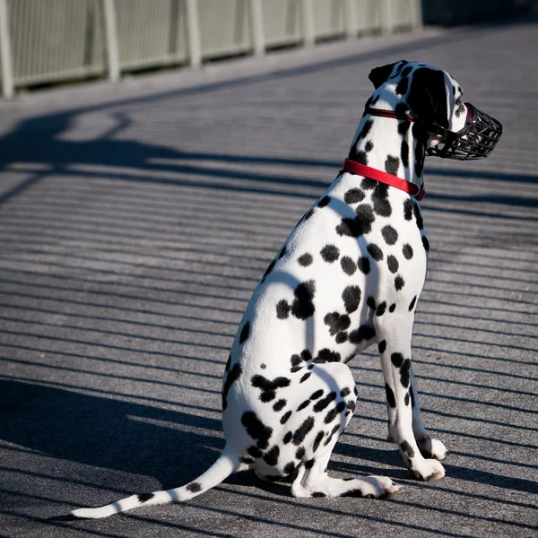 Χαριτωμένο dalmatian — Φωτογραφία Αρχείου