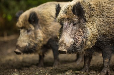 iki yaban domuzu (sus scrofa)