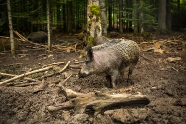 Yaban domuzu (Sus Scrofa)