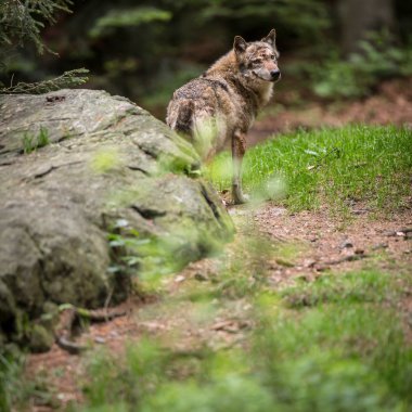 gri, Avrasya kurt (canis lupus)