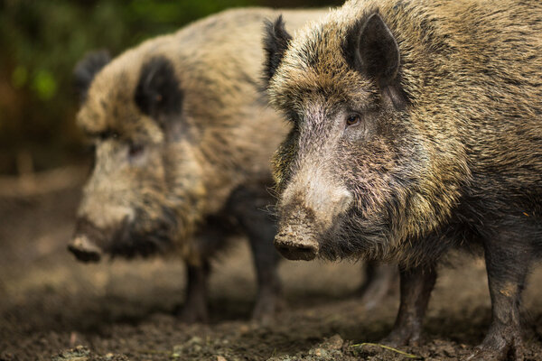 Two Wild boars (Sus scrofa)