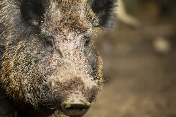 Yaban domuzu (Sus Scrofa) — Stok fotoğraf