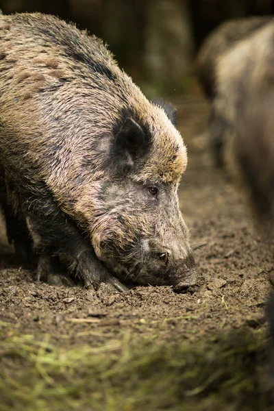 Wilde zwijnen (Sus Scrofa)) — Stockfoto