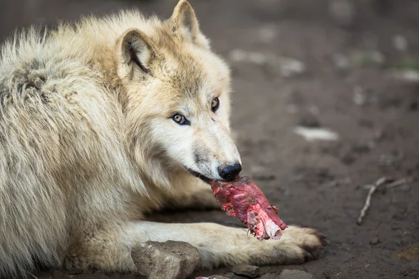 Lobo ártico (Canis lupus arctos ) — Fotografia de Stock