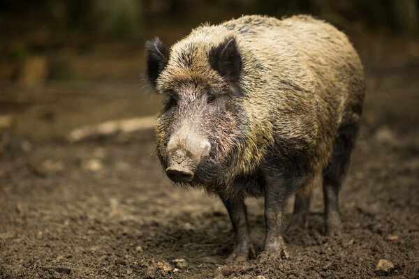 Wild boar (Sus scrofa)