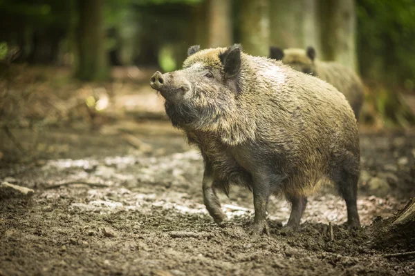 Jabalí (Sus scrofa ) —  Fotos de Stock