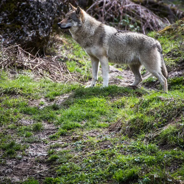 Šedá, euroasijské vlk (canis lupus) — Stock fotografie