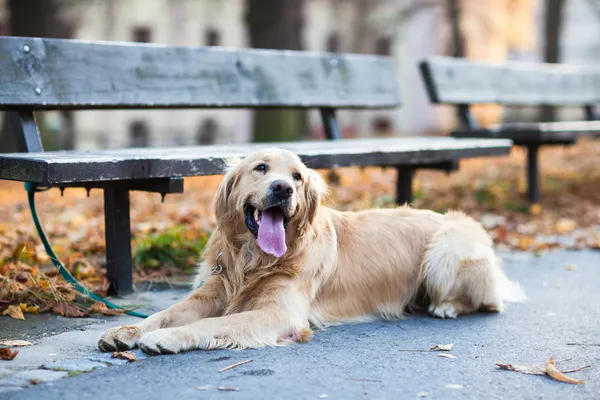 Cute dog waiting — Stock Photo, Image