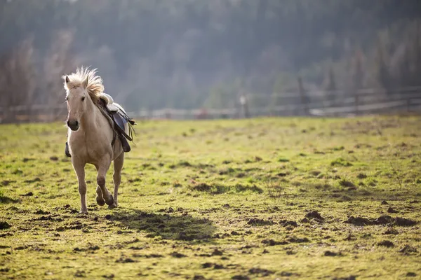Лошадь скачет к тебе — стоковое фото