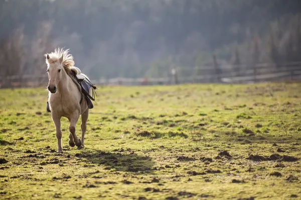 Paard galopperen naar u — Stockfoto