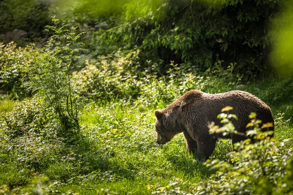 Бурый медведь (Ursus arctos)) — стоковое фото