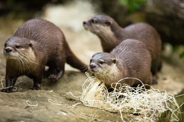 Eurasian otter (Lutra lutra — Stock Photo, Image