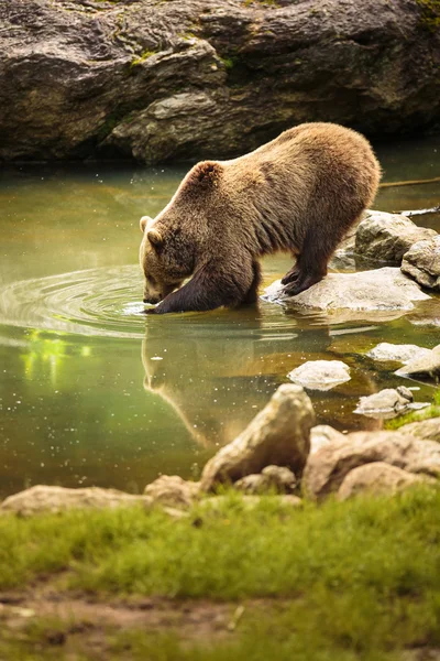 Bruine beer — Stockfoto