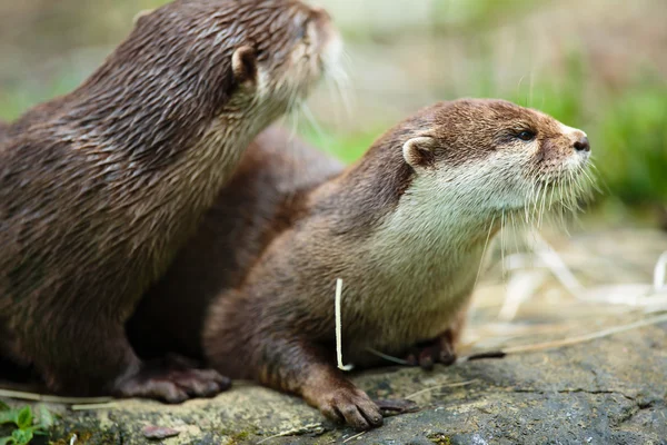 Cute otters - Avrasya otter — Stok fotoğraf