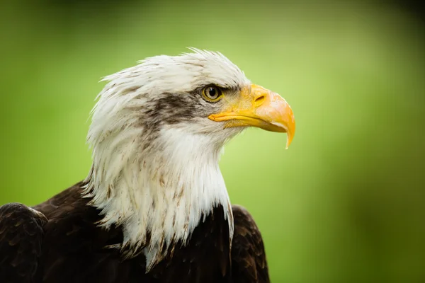 Aquila calva americana — Foto Stock