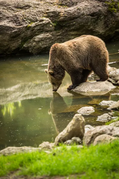 Bruine beer — Stockfoto