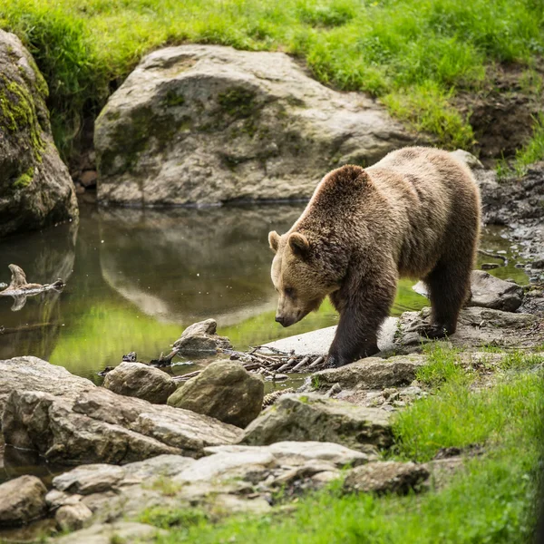 Brown bear — Stock Image Brown bear Royalty Free Stock Photos